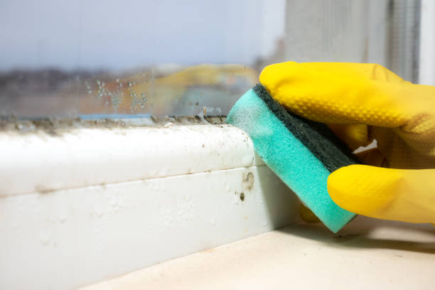 Best DIY Mold Remediation Support Services in Graysville, AL