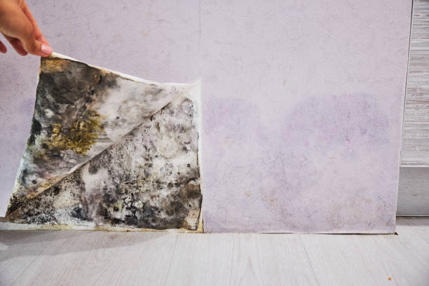 Best Attic Mold Remediation in Graysville, AL